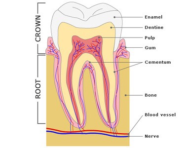 All teeth have similar features as shown in the diagram below: