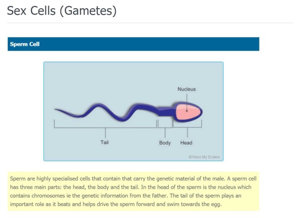 No wonder women are comparatively curved
